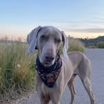 Bentley Blue - @sirbentleyblue - Instagram