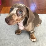 Bentley Blue - @littlebentleyblue - Instagram
