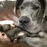 Bentley Blue - @bentleybluethedane - Instagram