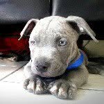 Bentley Blue - @bentley_bluenose - Instagram
