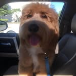 Bentley Blue - @bentleybluedoodle - Instagram