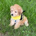 Bentley Blue - @bentleybluepuppy - Instagram