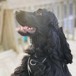 Bentley Blue - @northernontarios_bentley_blue - Instagram
