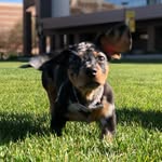 Bentley Blue - @thebentleyblue - Instagram