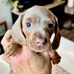 Bentley Blue - @bentleybluesshareddrive - Instagram