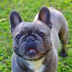 BENTLEY BLUE💙🐾 - @bentleyblue_frenchie - Instagram