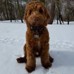 Bentley Blue - @bentley_tha_doodle - Instagram