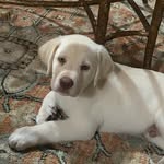 Bentley Blue - @bentley_blueeyes - Instagram