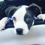 Bentley Blue - @bentleybluethepittie - Instagram