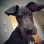 Bentley Blue - @bentley.blue72944 - Instagram