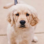 Bentley Blue - @bentleybluegolden - Instagram