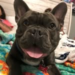Bentley Blüe - @bentley.blueboo - Instagram