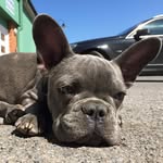 Bentley Blue - @bentleybluefrenchbulldog - Instagram