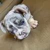 Bentley Blue 🧊 - @bentleythefrenchiepup - TikTok