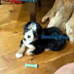 Bentley Blue 🐾 - @bentleyblue2025 - Instagram