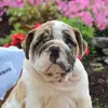 Bentley Blue 🐾 - @bentleyisabulldog - TikTok