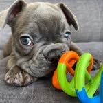 Bentley Blue & Bella Vita - @bentleyblue_frenchiepup - Instagram