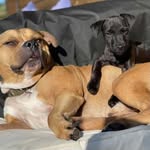 Bentley-Blue , Paddy & Cash - @bentleyblue.paddyandcash - Instagram