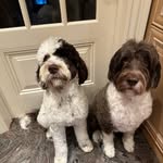 Bentley Blue and Royce Breitling - @bentleyblue_roycebreitling - Instagram