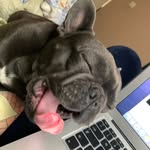 Bentley Blue French Bulldog🐾 - @blue_frenchie_m - Instagram