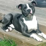 bentley-blue-sweet - @bentleybluesweet - Instagram