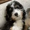 Bentley - @bentleyblueberry - TikTok
