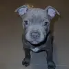 Bentley the blue staffie🩵 - @bentleyblue11 - TikTok