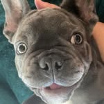 Bentley The Frenchie - @bentley_blue_frenchiee - Instagram