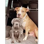 Bentley&Blue - @xxlbully.canecorso - Instagram