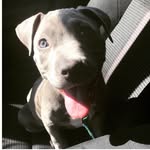 Bentley.Blue - @bluebullybentley - Instagram