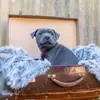 BentleyBlue - @bentleyblue22 - TikTok