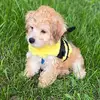 BentleyBluePuppy - @bentleybluepuppy - TikTok