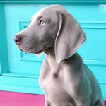 BENTLEY™ - @_bentley_blue - Instagram