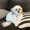 Elizabeth - @bentley.blue21 - TikTok