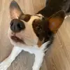It’s me Bentley - @sirbentleyblue - TikTok
