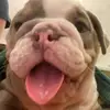 jolierevivo - @bentley.blue - TikTok