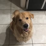 bentley brooks - @bentley_brooks_the_golden - Instagram