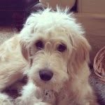 Bentley Brooks - @bentleydoodlebrooks - Instagram