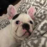 Bentley Brooks - @bentleythefrenchman - Instagram