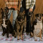 Bentley-Brooks-Shadow - @bentleymtndog - Instagram