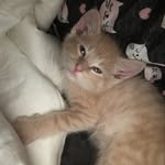 Bentley - @george_bentley_carson - Instagram