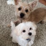 Bentley & Carson - @bentleyandcarson - Instagram
