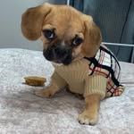 Bentley Carson Forte - @bentley_da_puggle - Instagram