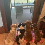 bentley, lola, carson - @havanese_herd - Instagram
