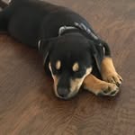 Carson Bentley - @carson_bentley - Instagram