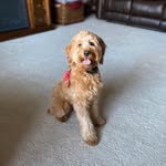 Bentley🐾 - @bentleycollins_ - Instagram