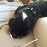 Bentley Collins - @bentleythebasset_ - Instagram