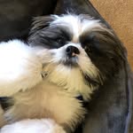 Bentley Collins - @pup_bentley1 - Instagram
