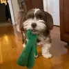 Bentley Collins - @bentley_the_havanese - TikTok