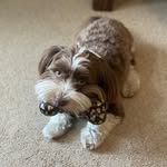 Bentley Oliver Collins - @bentley_the_havanese072718 - Instagram